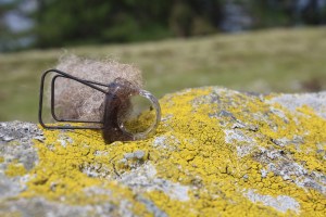Welsh wool, resin and binding rod ring.